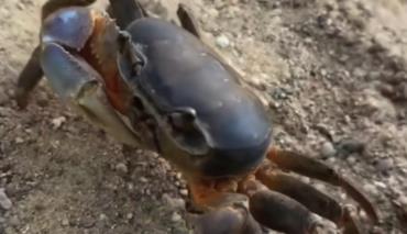 На берегу Цнянского водохранилища заметили краба из Африки 