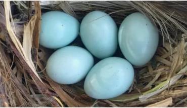 Солигорская птицефабрика вернет на прилавки голубые яйца и заселит кур в комфортабельные апартаменты