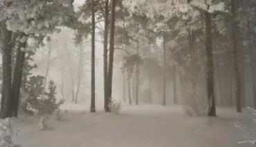 Туман окутал четыре области Беларуси, синоптики срочно сменили прогноз